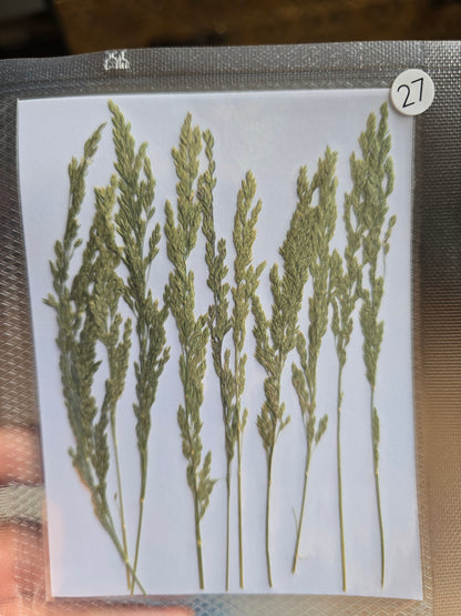 B GRADE foliage