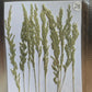 B GRADE foliage