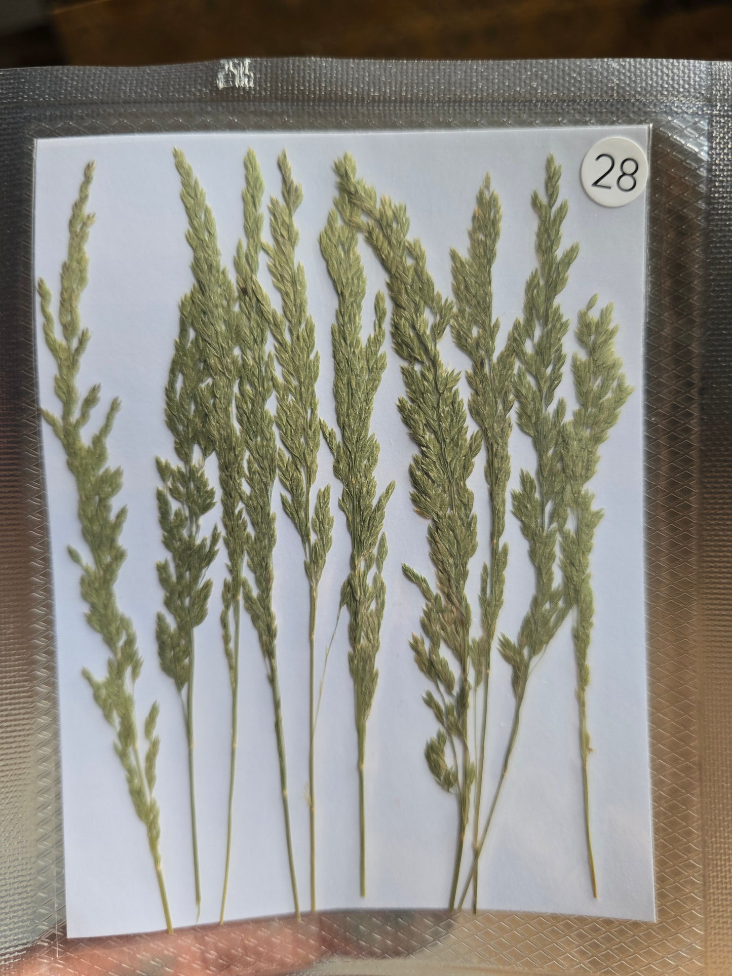 B GRADE foliage