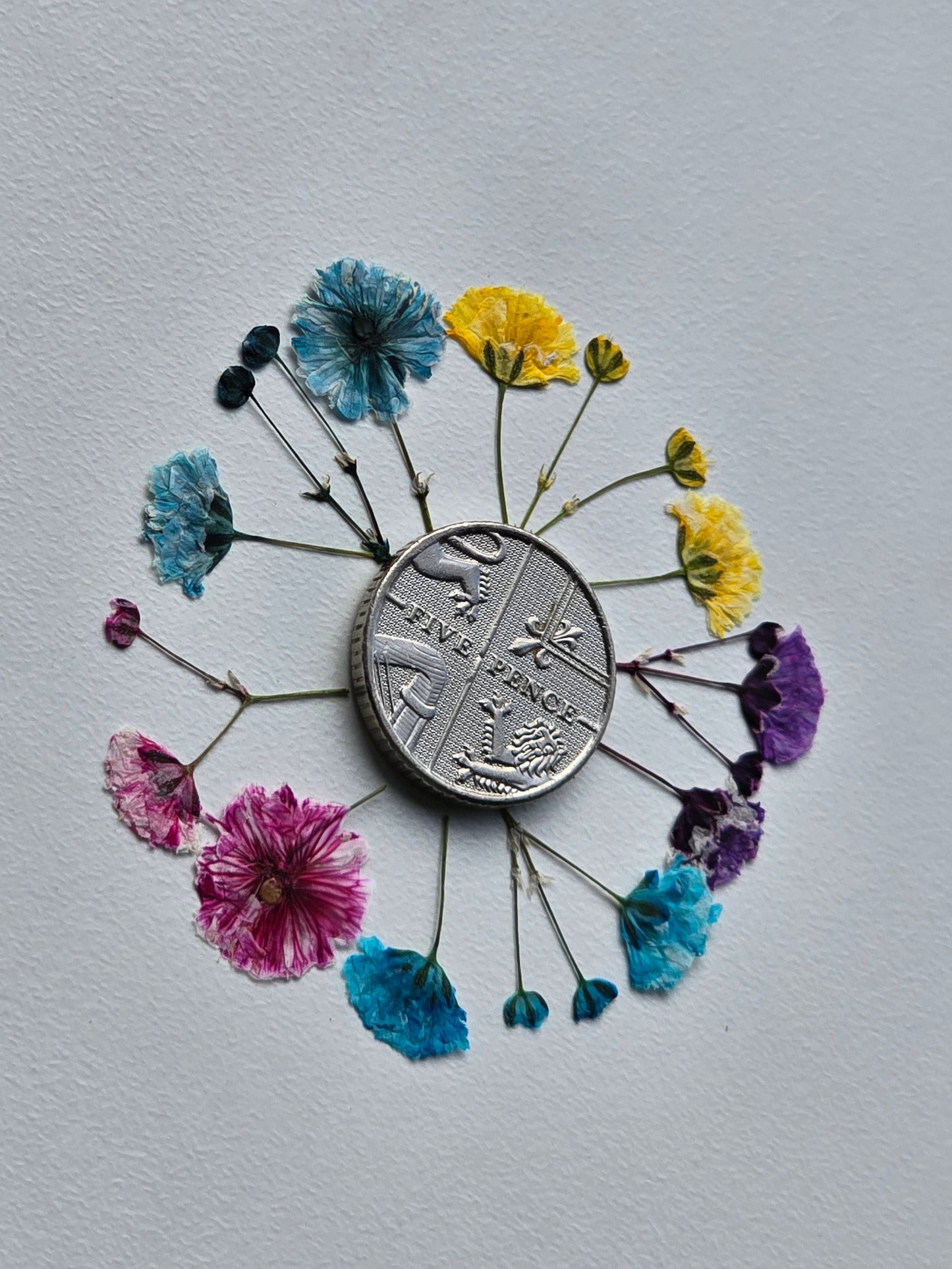 Pressed dyed gypsophila