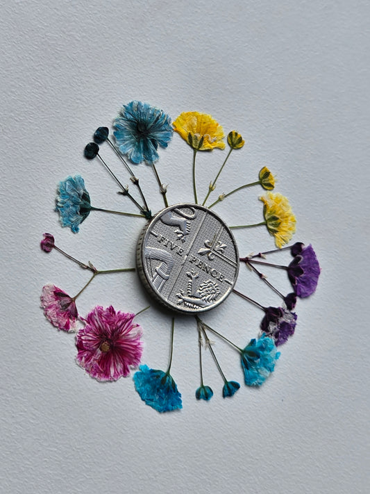 Pressed dyed gypsophila