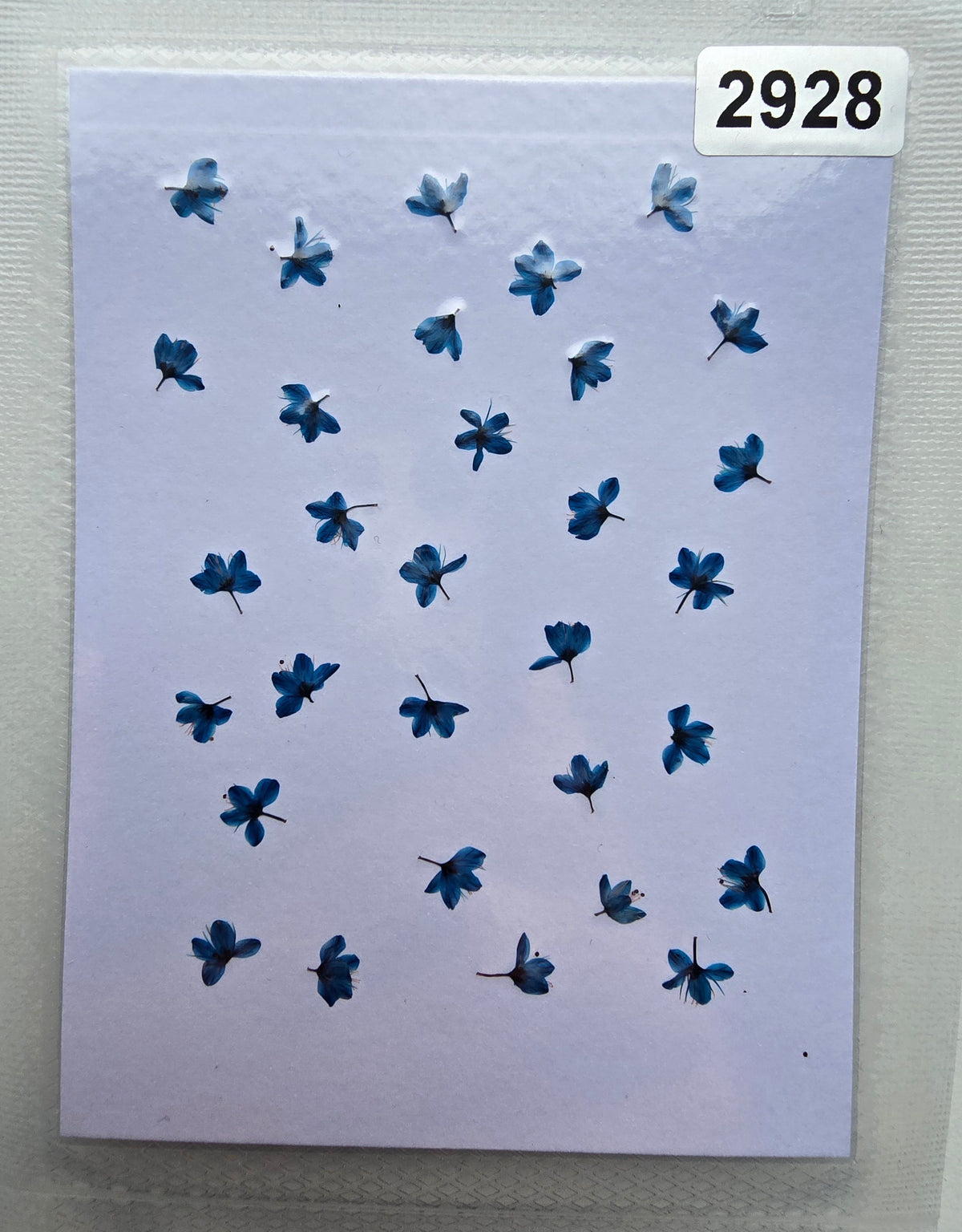 SPECIAL Japanese blossoms