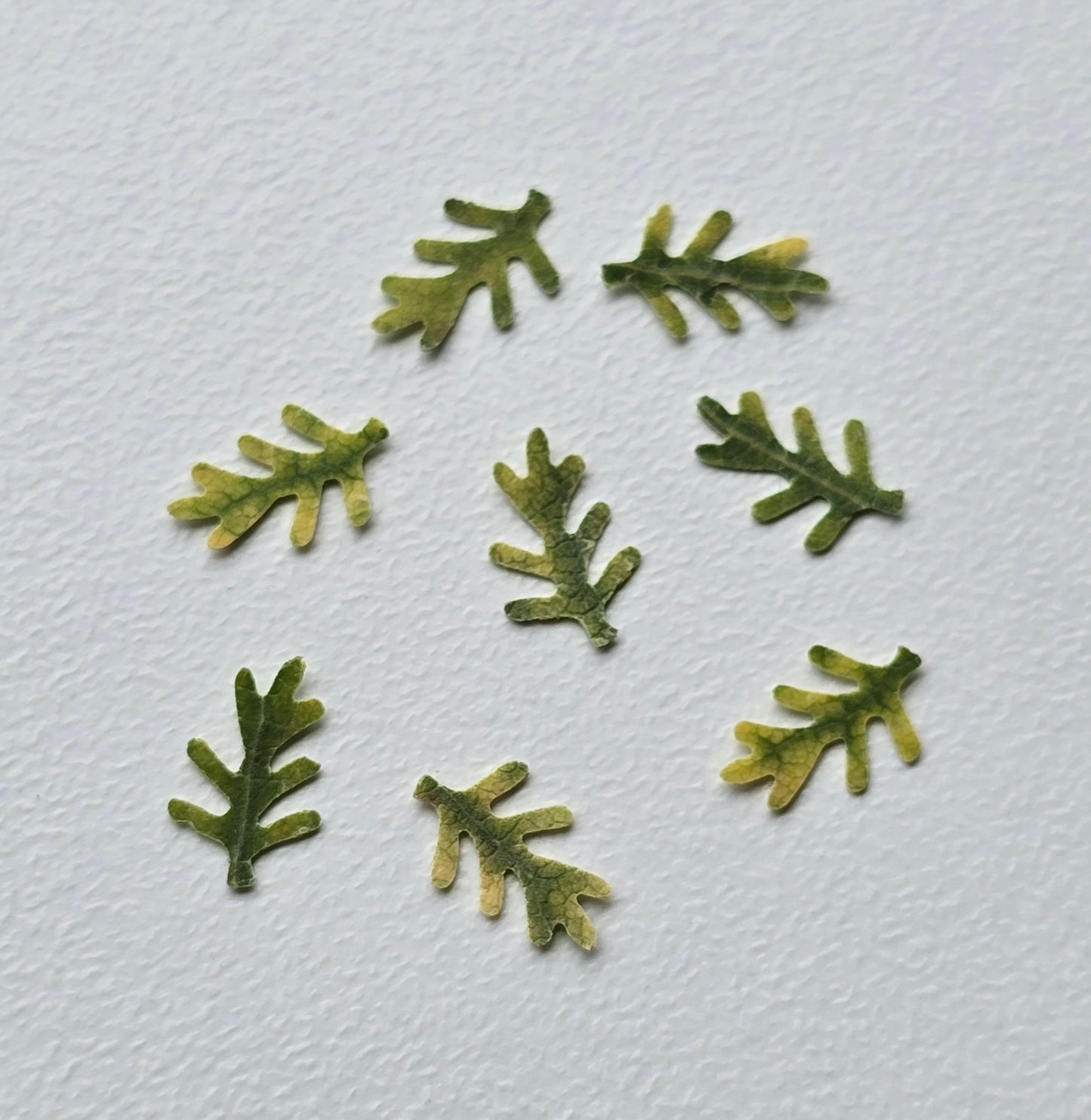 Tiny fern leaves