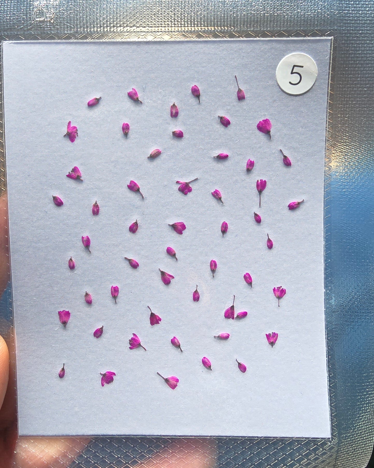 SPECIAL Japanese blossoms