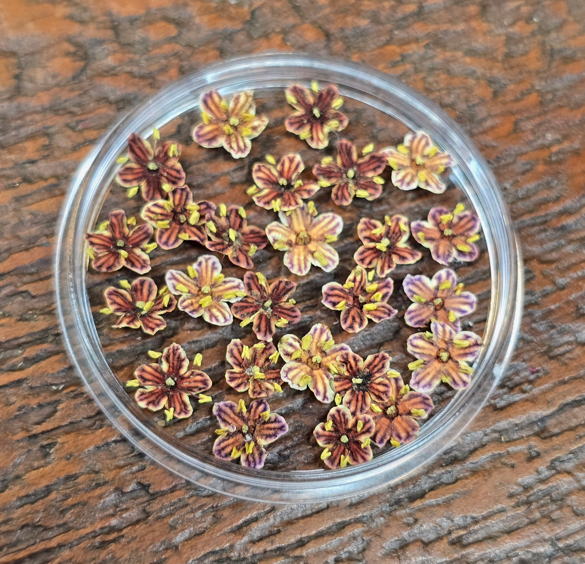 Dyed 3d Elderflower