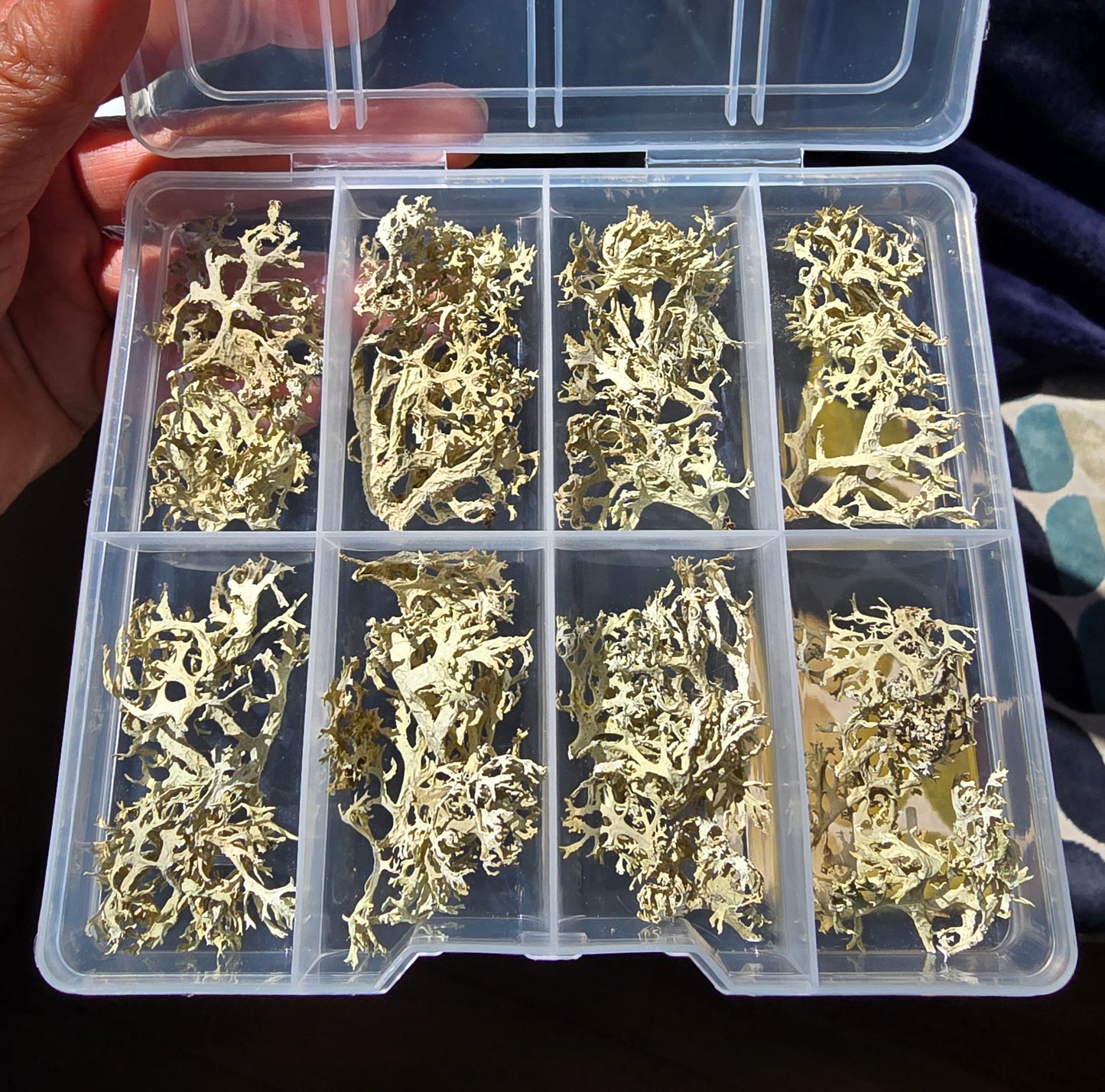 Coral lichens