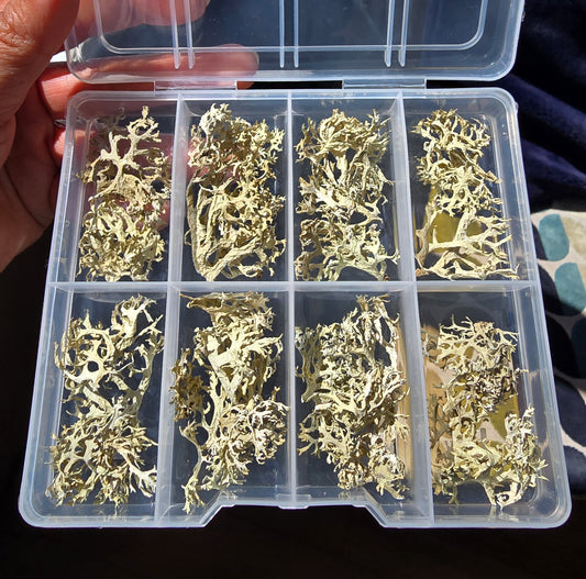 Coral lichens