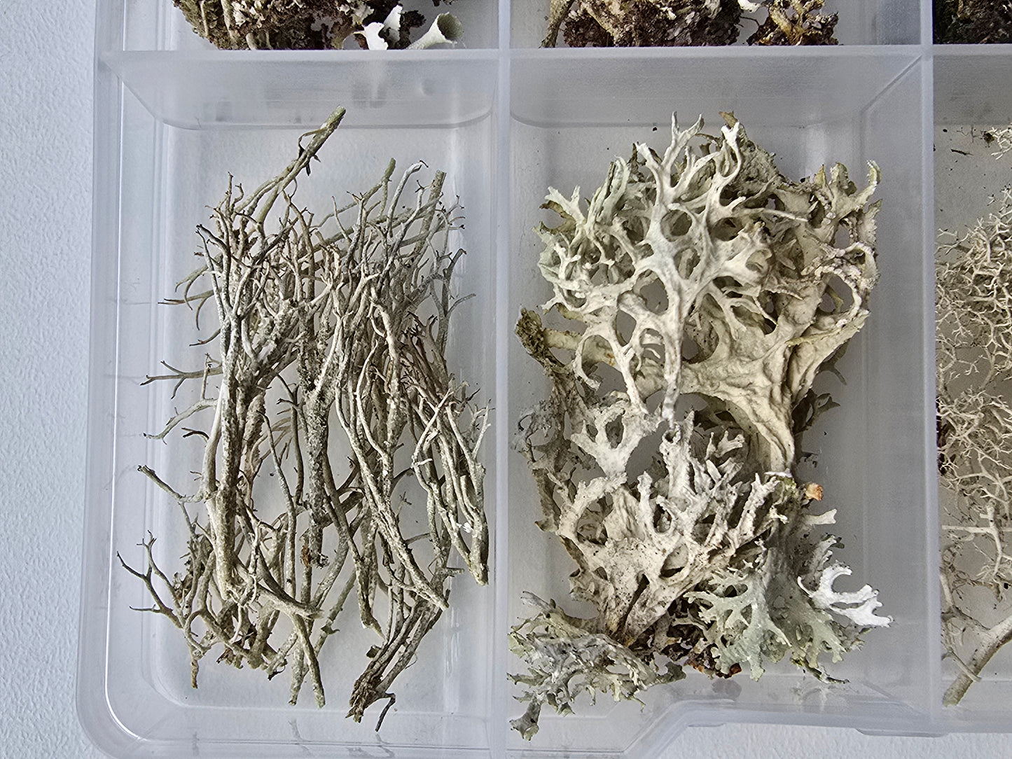 Lichen texture box