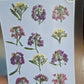 SPECIAL pressed Allysum