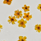 SPECIAL Pressed elderflowers