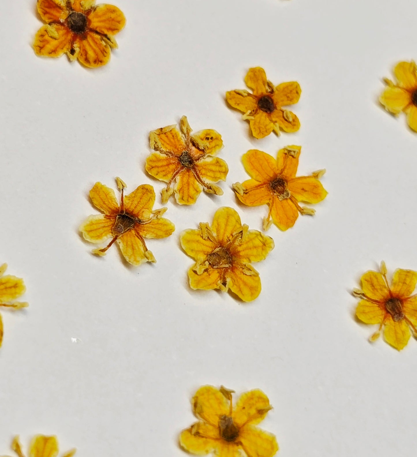 SPECIAL Pressed elderflowers