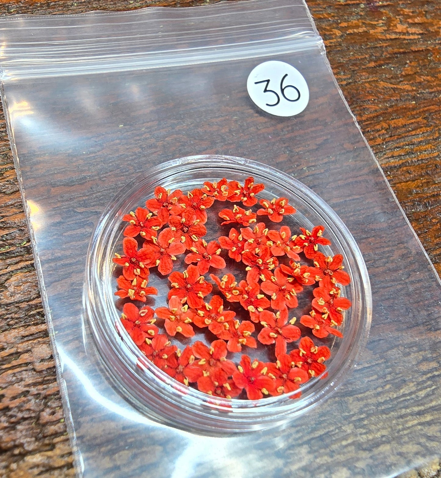 SPECIAL 3D elderflowers
