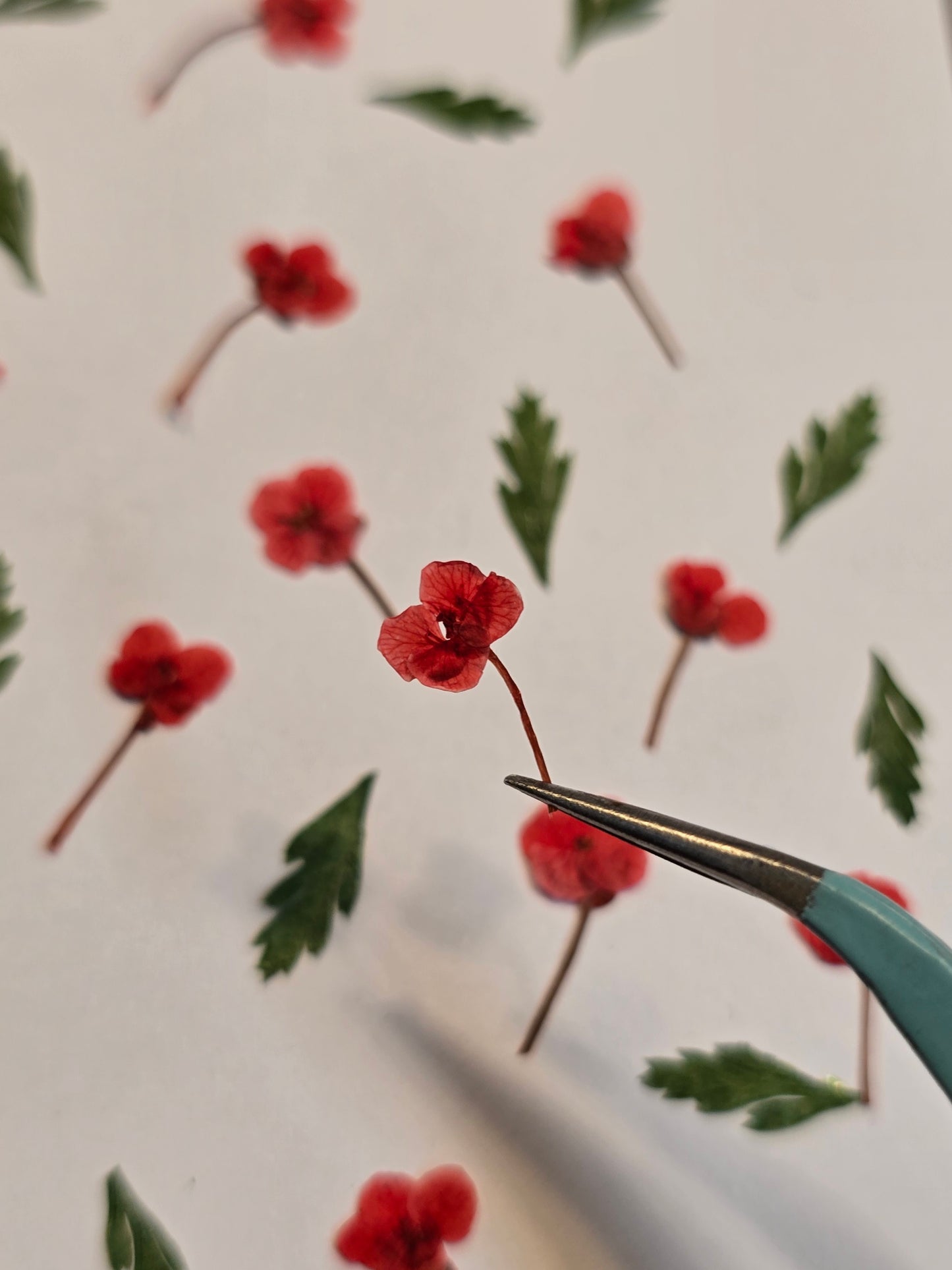 Poppy field mix