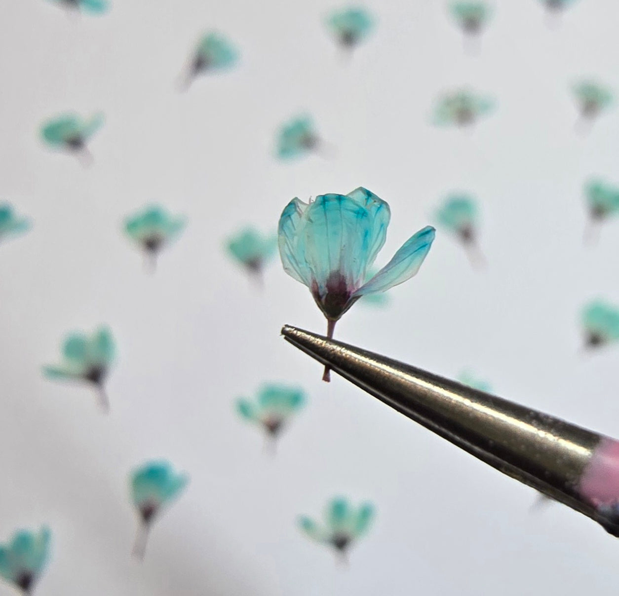 Dyed pressed Japanese blossoms