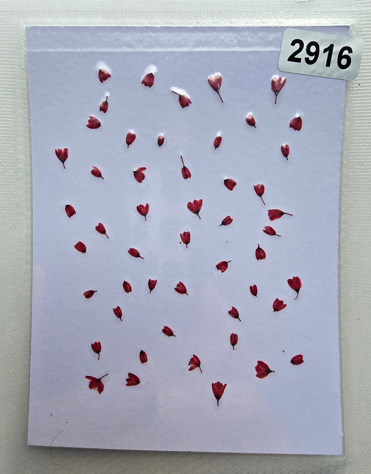 SPECIAL Japanese blossoms