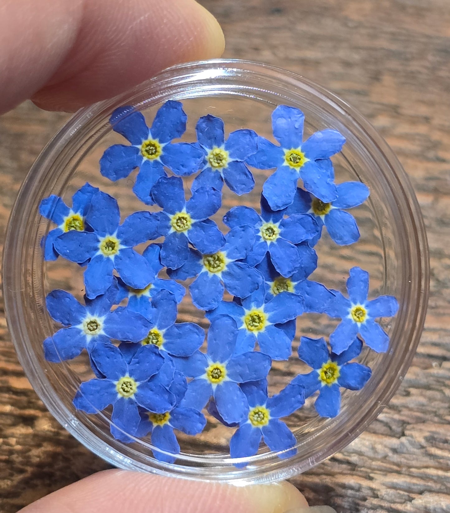 3d forget me nots mix sizes