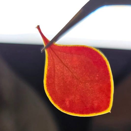 Autumn reds