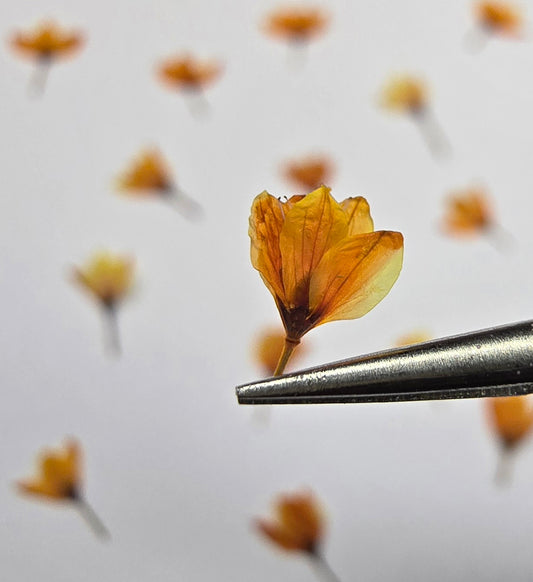 Dyed pressed Japanese blossoms
