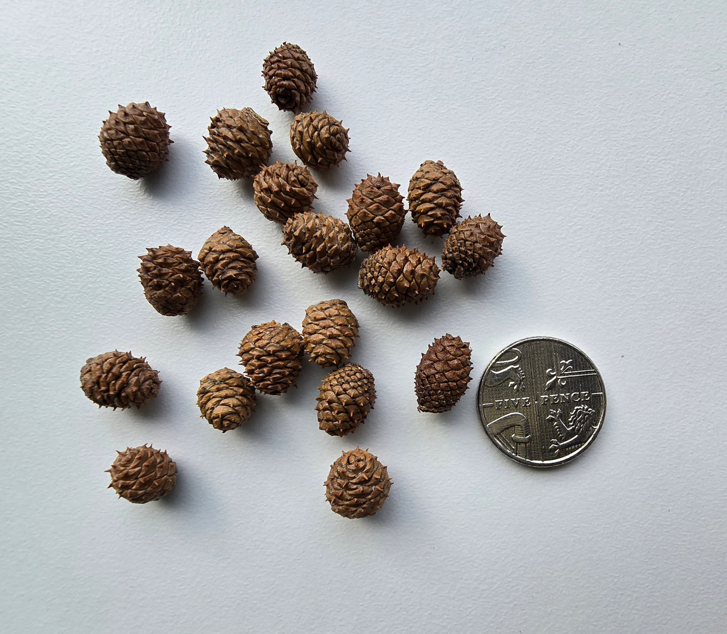 Miniature pine cones