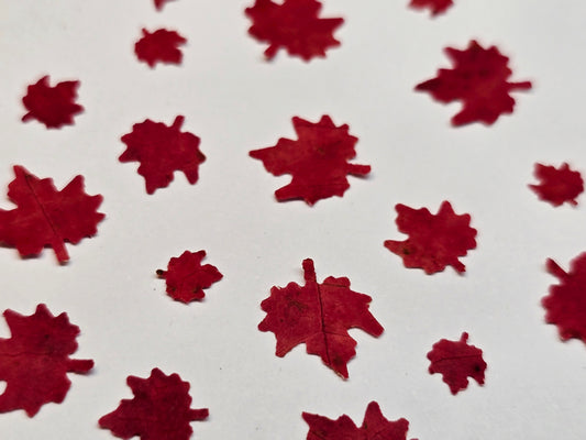 Tiny maple leaves