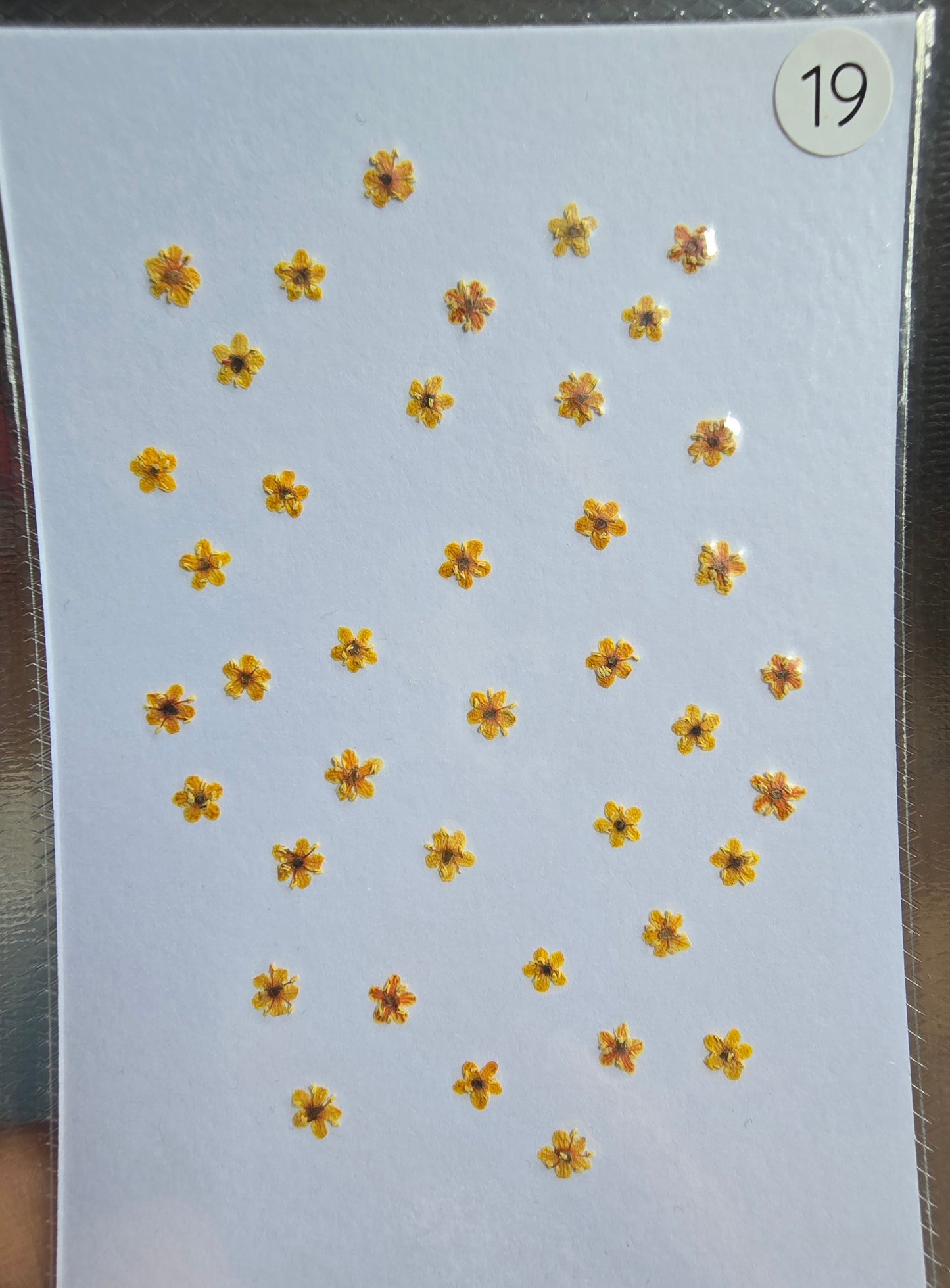 SPECIAL Pressed elderflowers