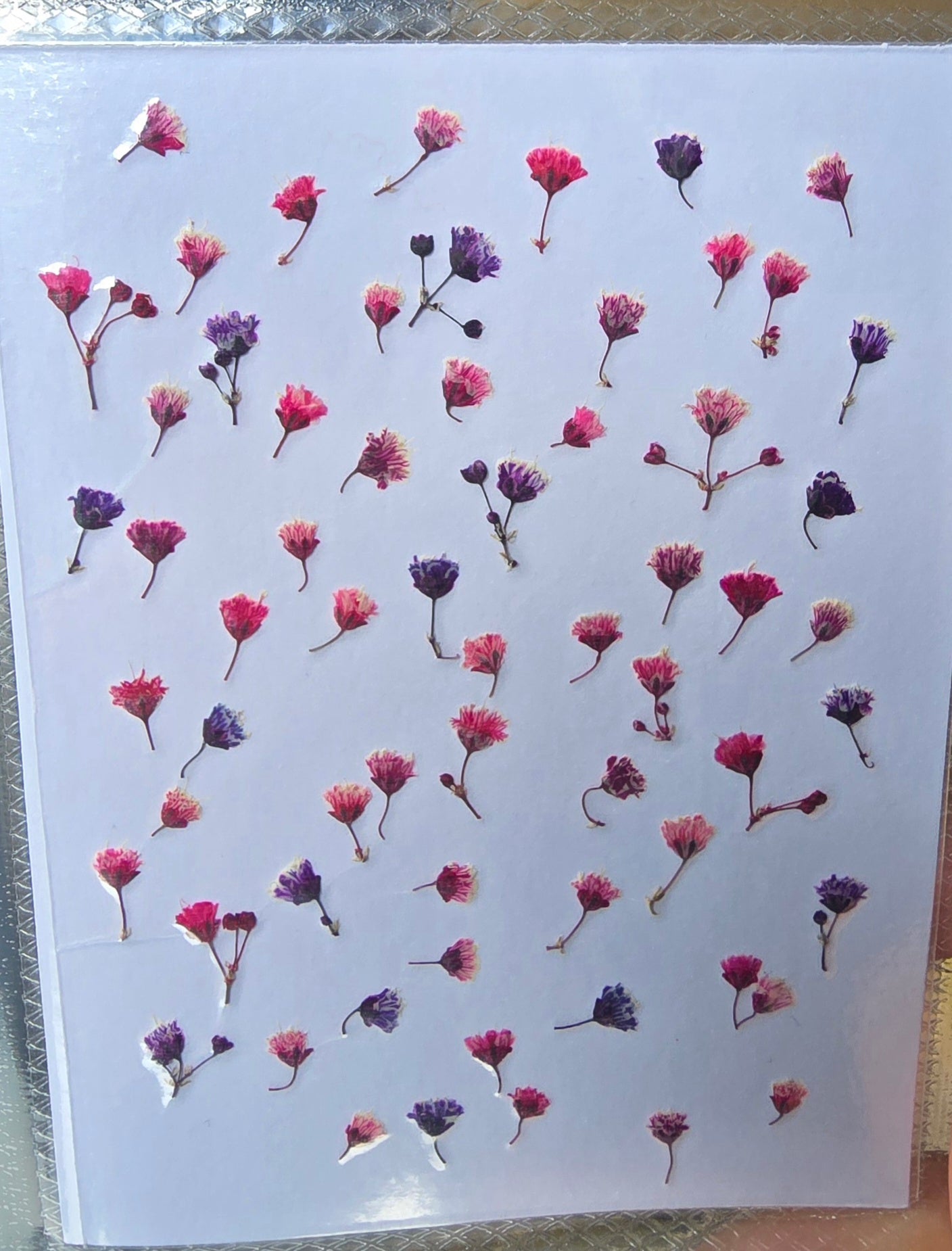 Tiny pressed gypsophila