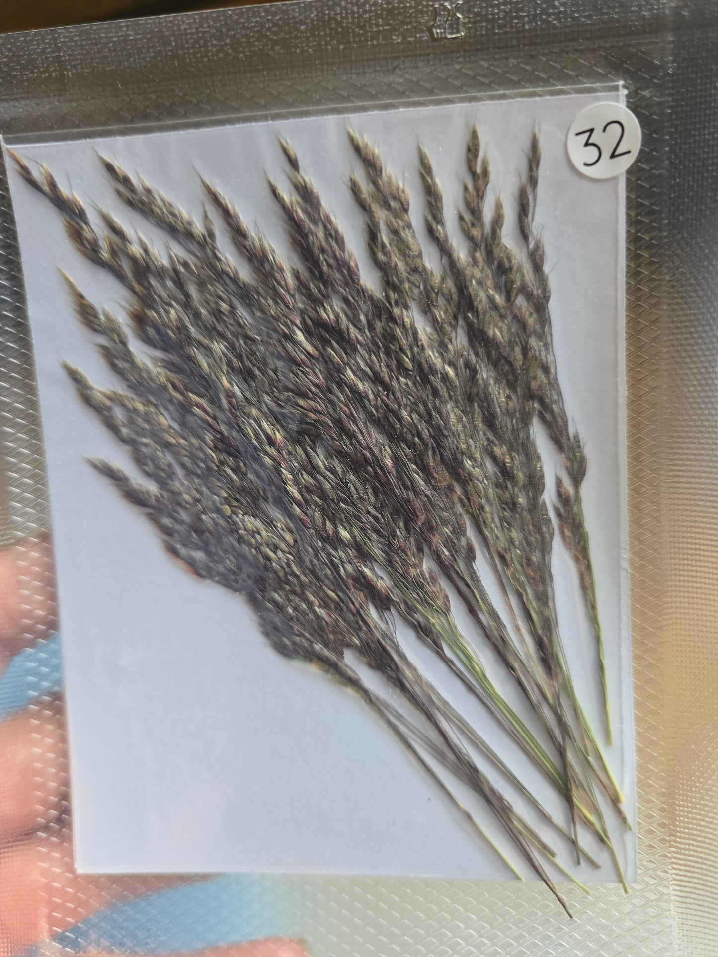 B GRADE foliage