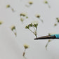 Tiny pressed gypsophila