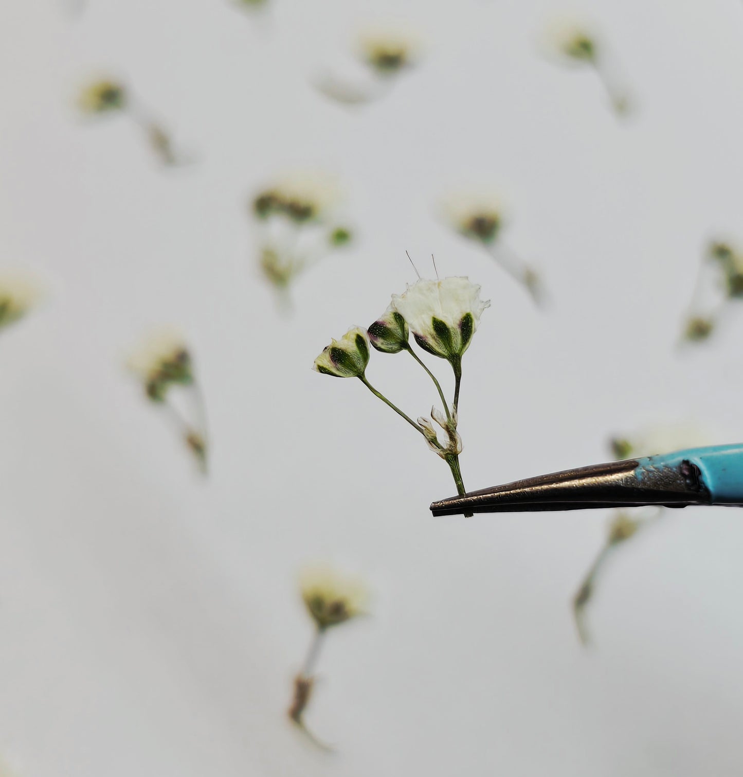 Tiny pressed gypsophila
