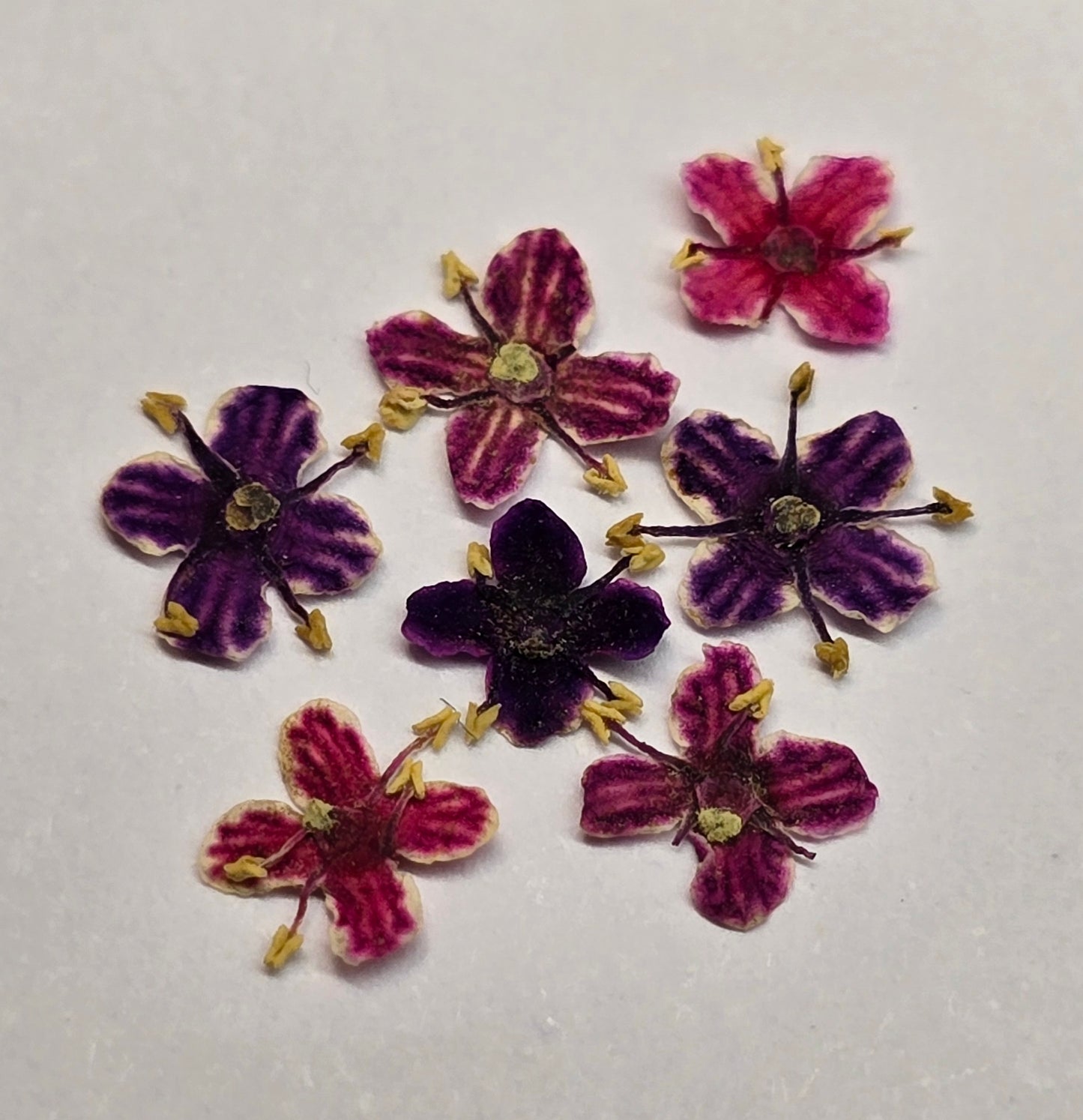 Presseed "Butterfly" Elderflower