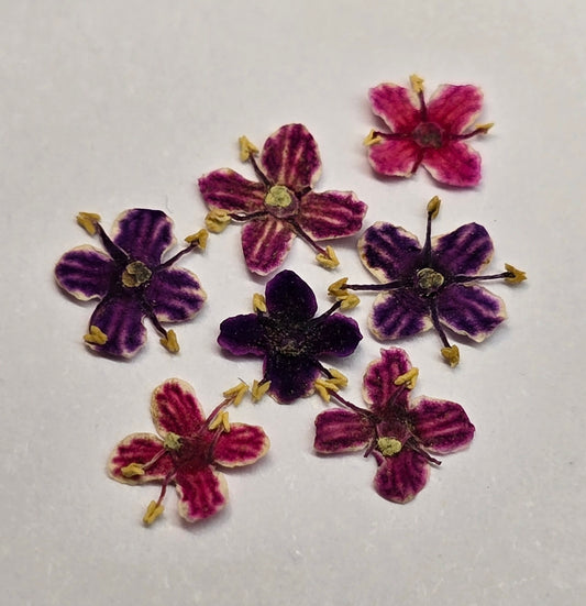 Presseed "Butterfly" Elderflower