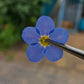 Pressed forget me nots