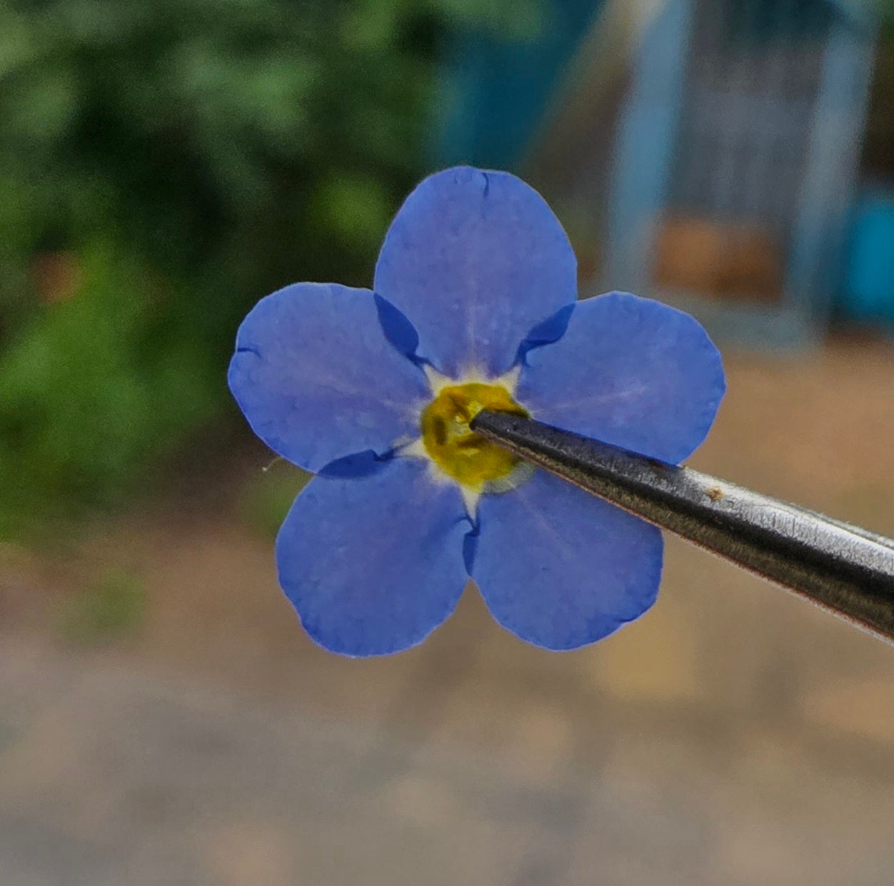 Pressed forget me nots