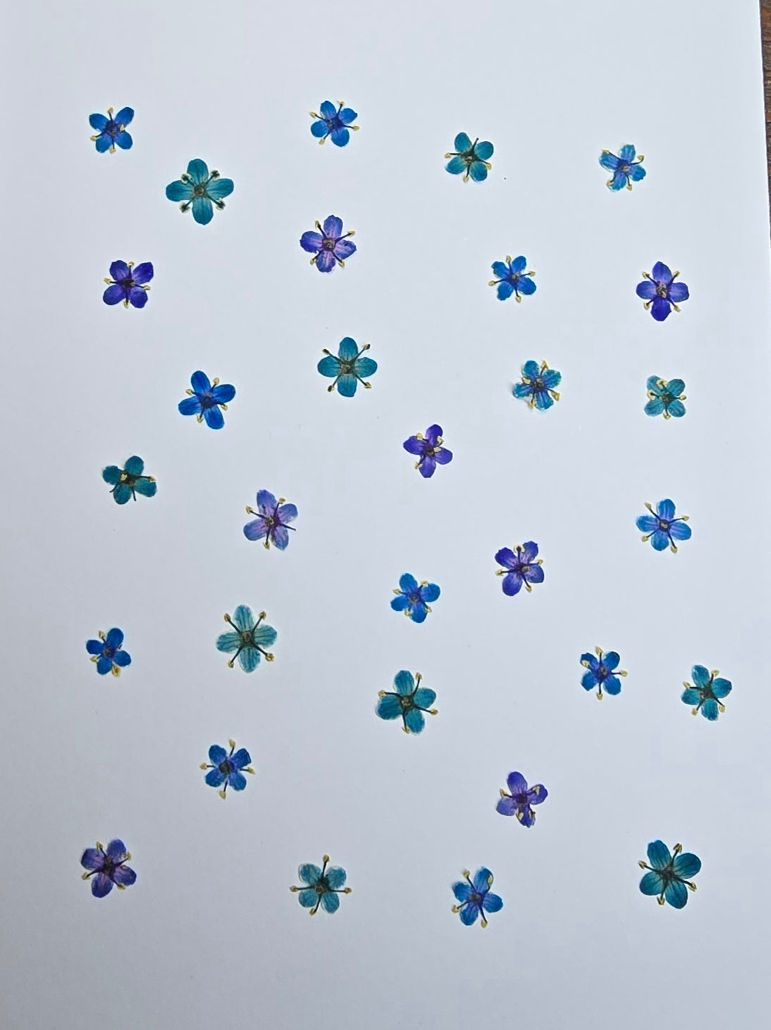 Presseed "Butterfly" Elderflower