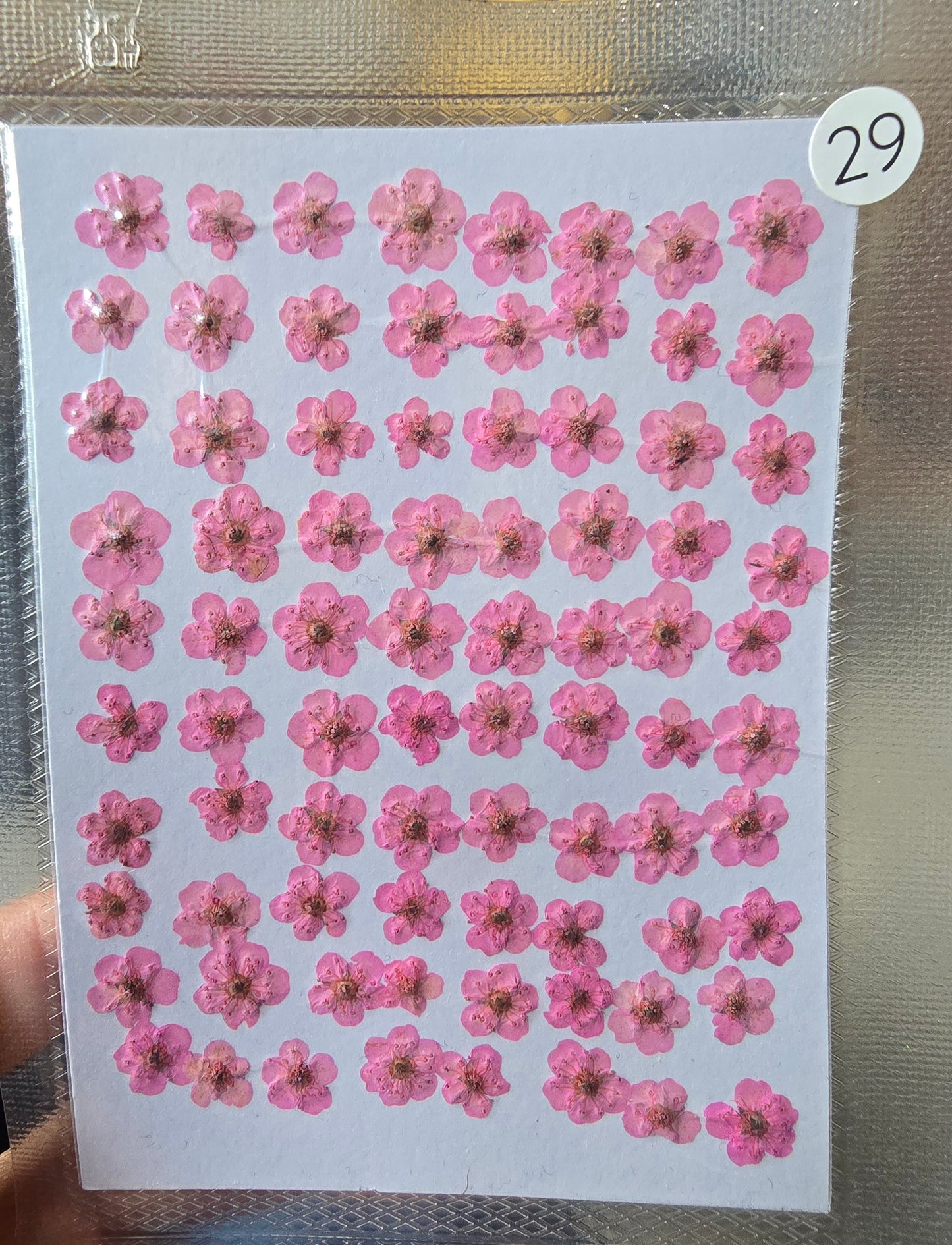 B GRADE cherry blossoms