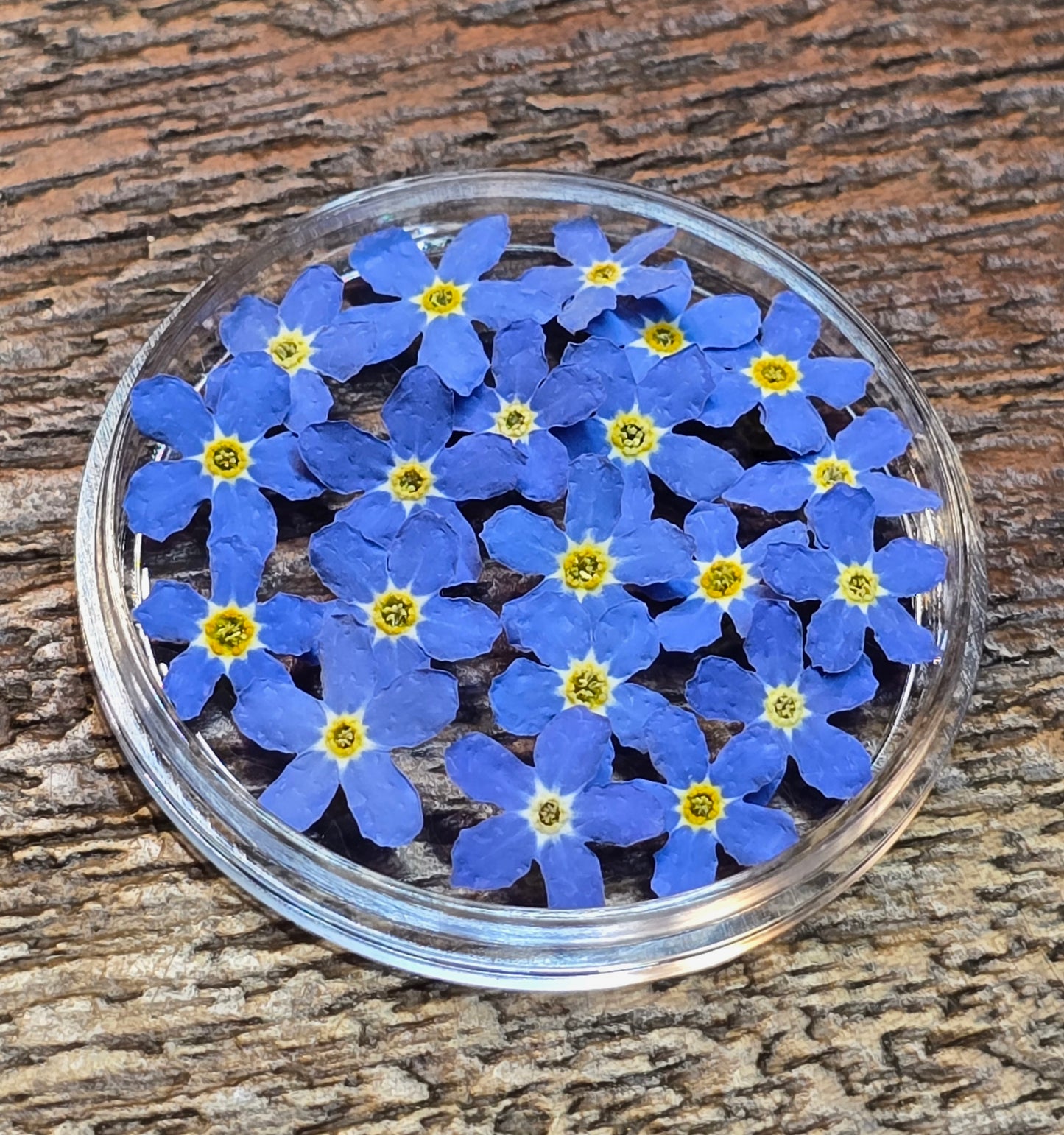 3d forget me nots mix sizes