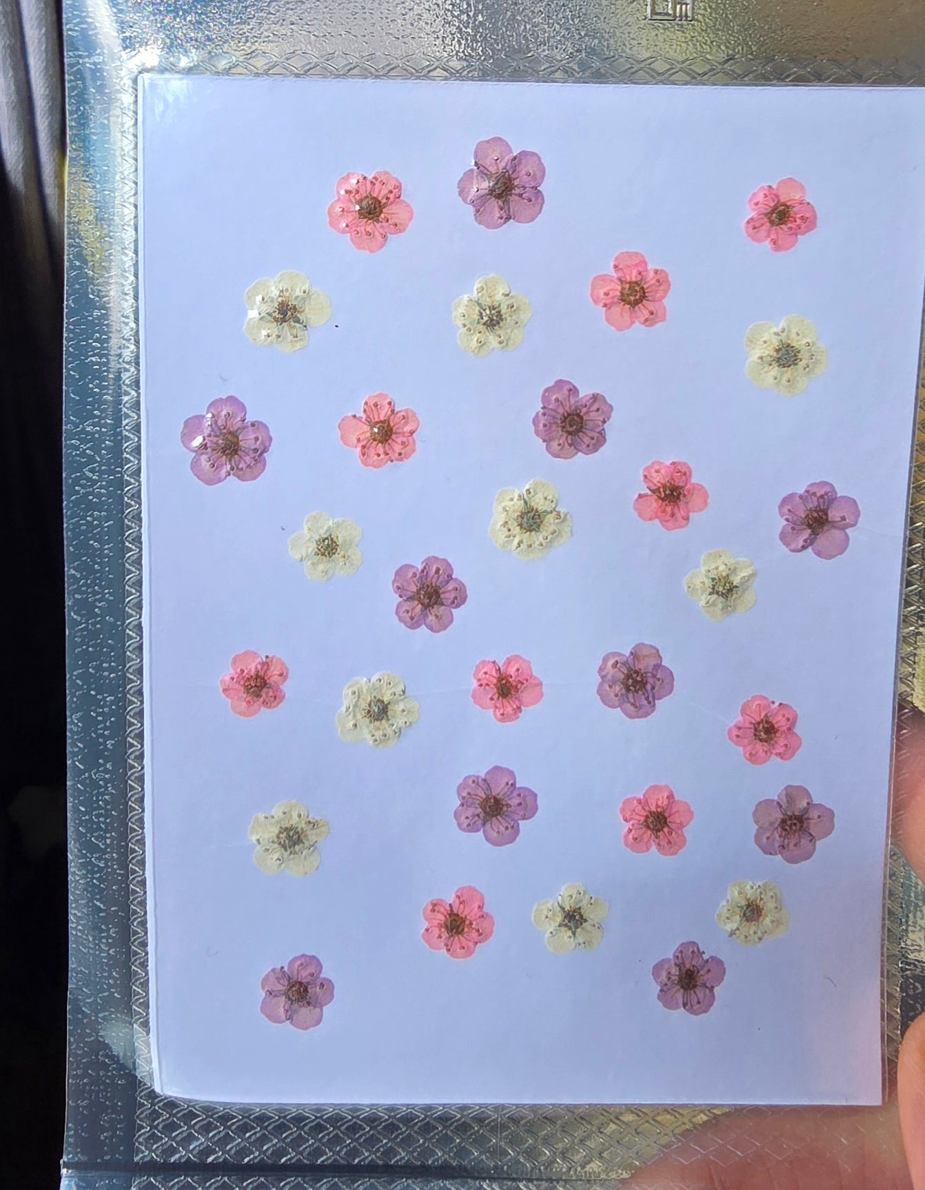Pressed flowers mix