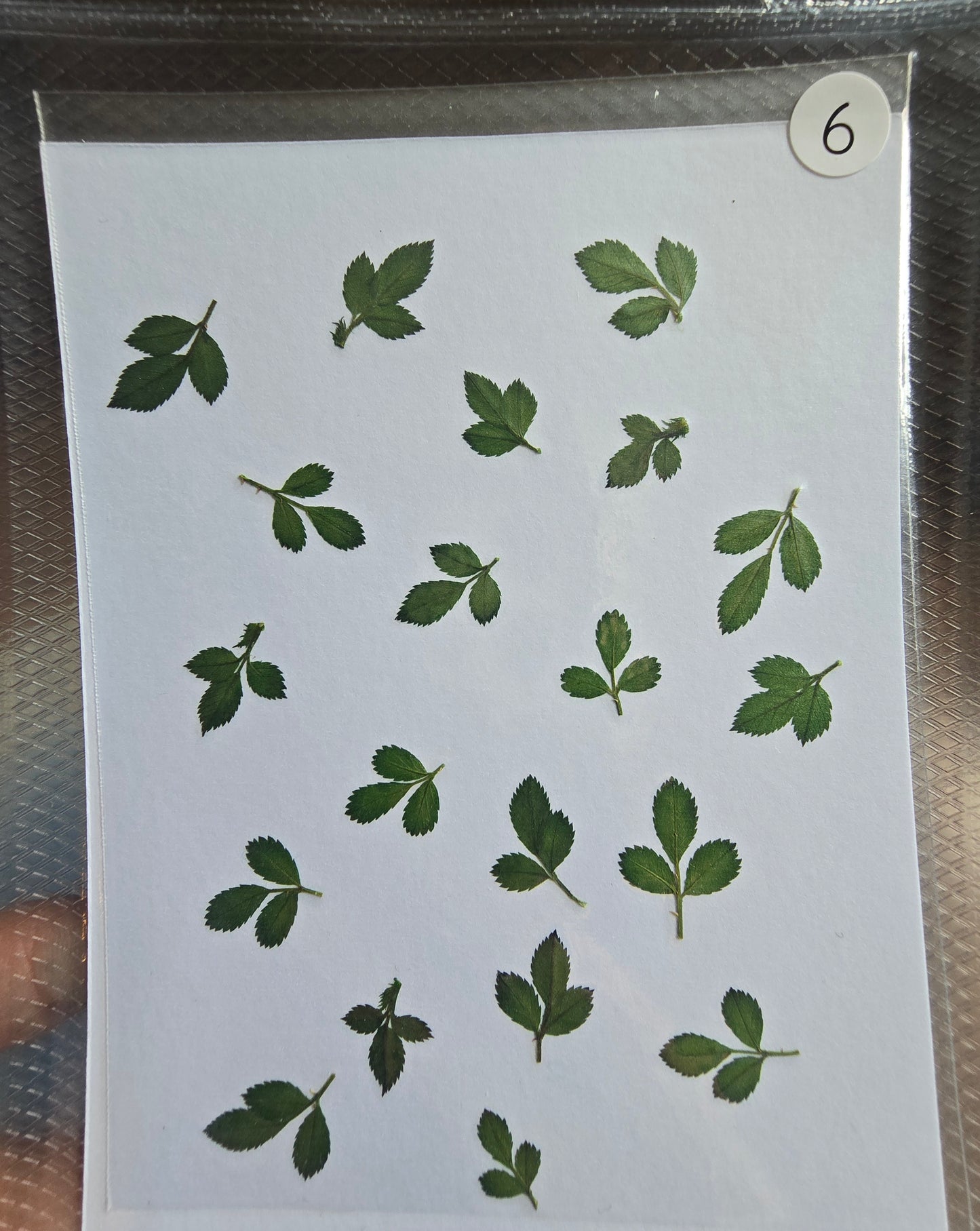 SPECIAL foliage