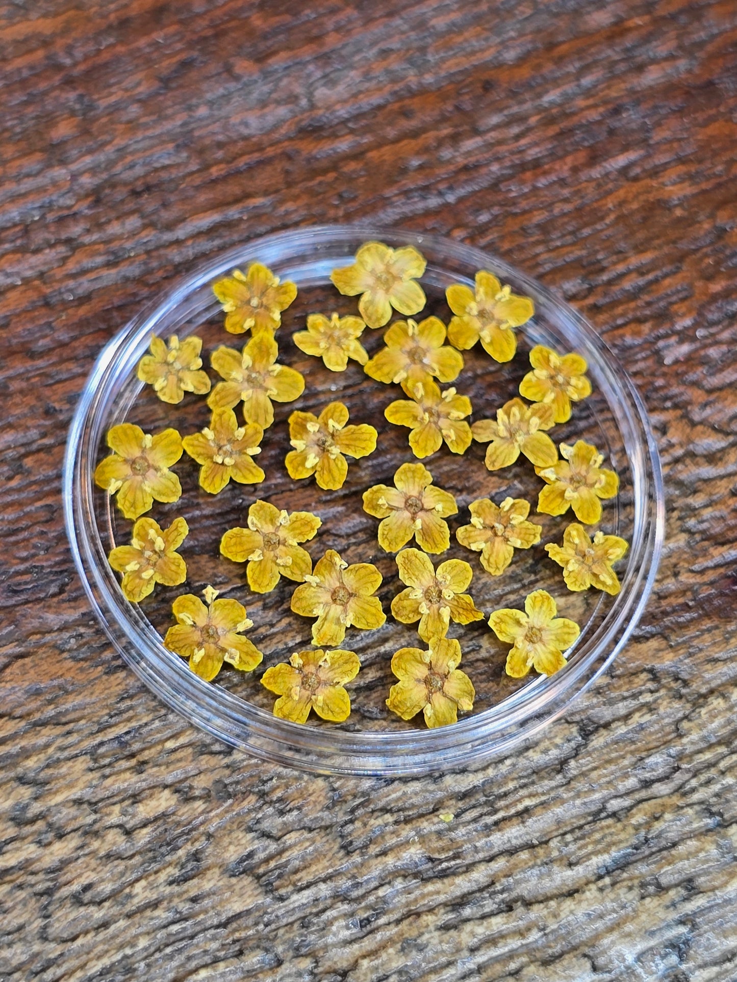 Dyed 3d Elderflower