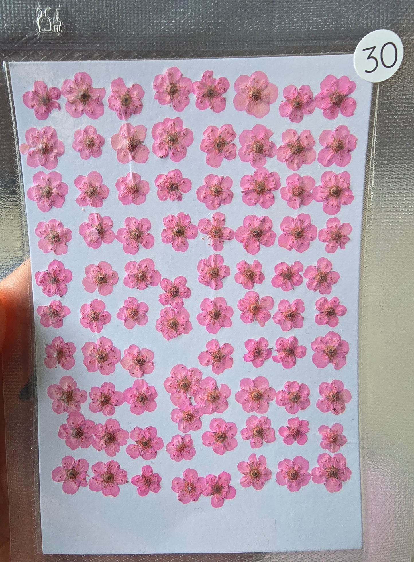B GRADE cherry blossoms