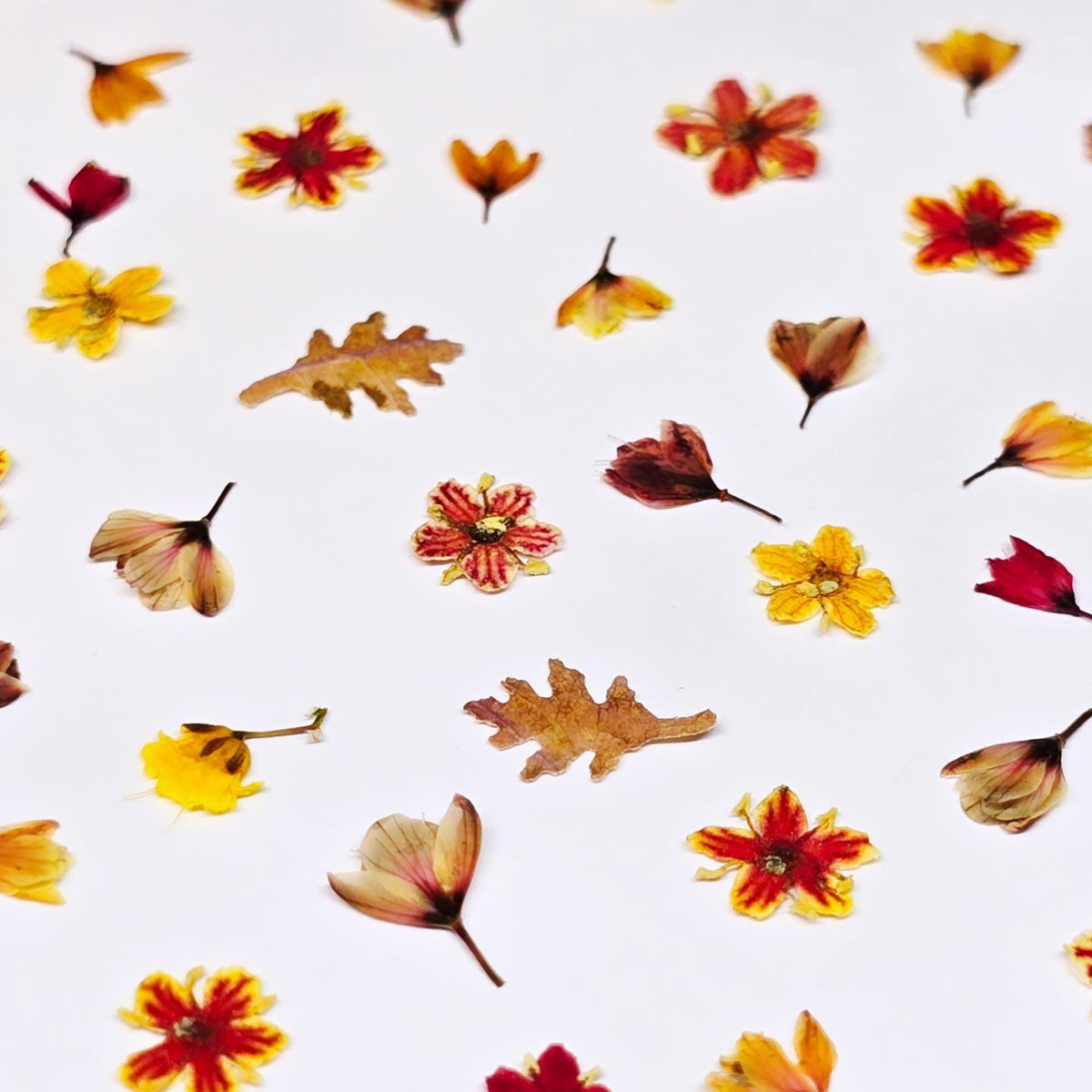 Golden autumn