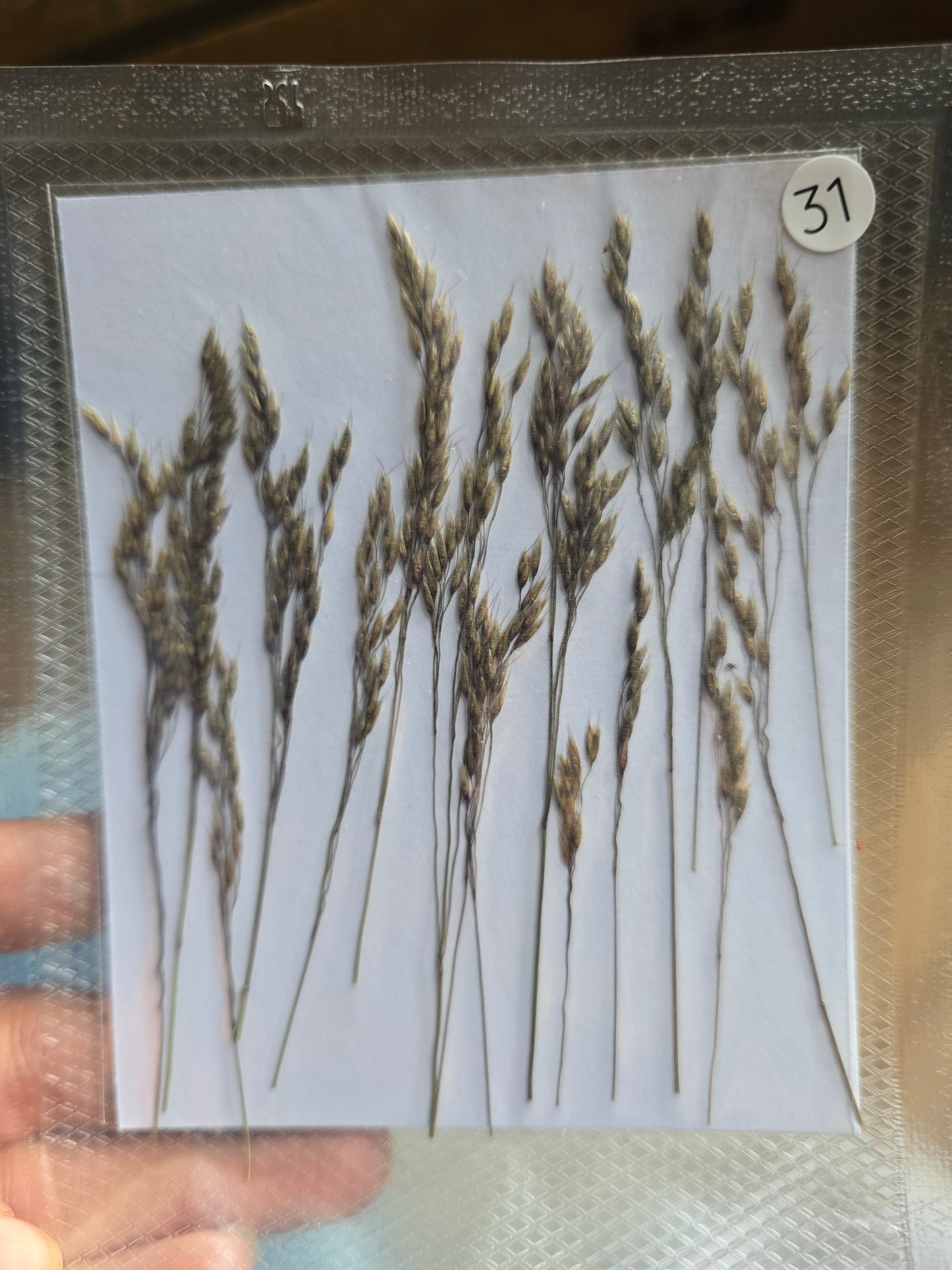 B GRADE foliage