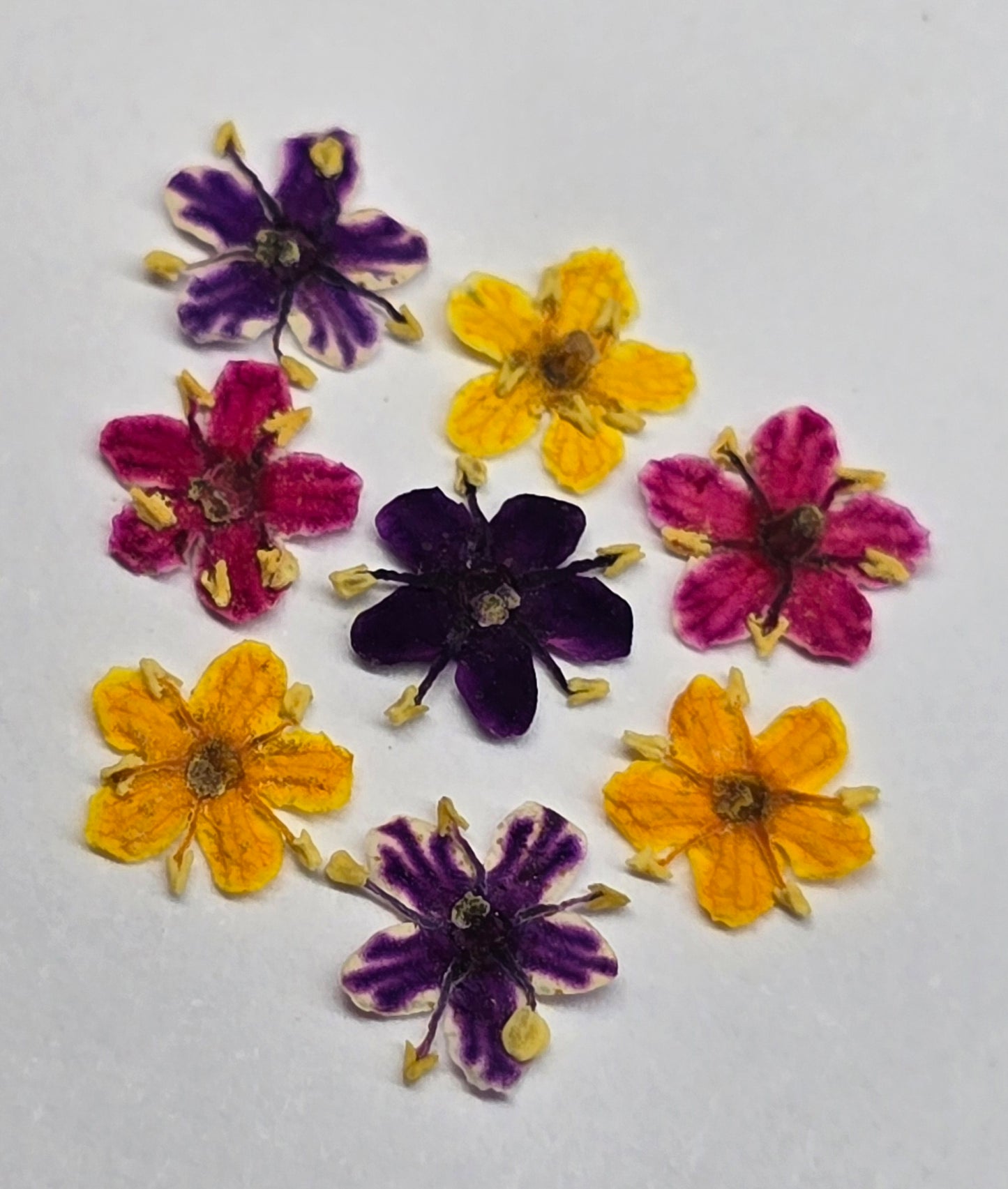 Tiny pressed elderflower