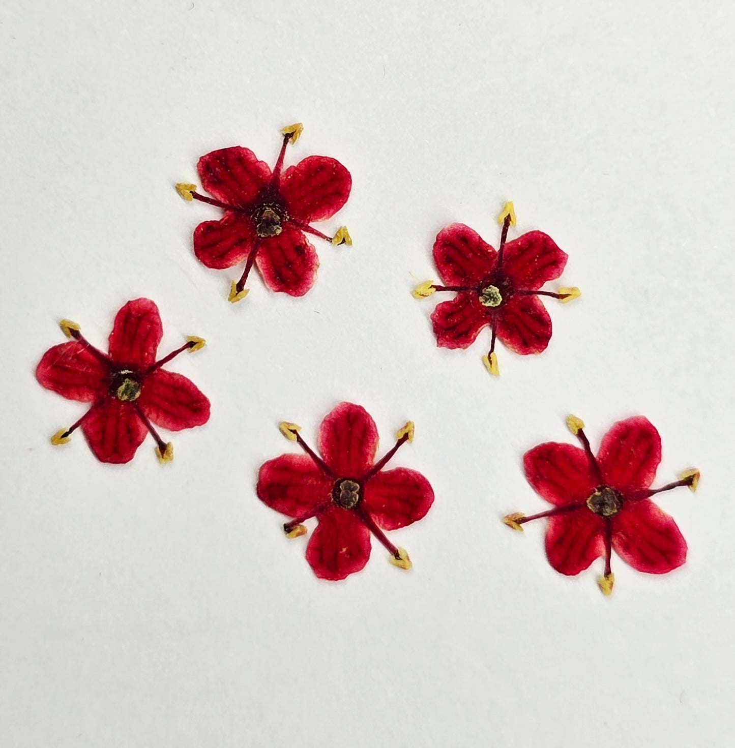 Presseed "Butterfly" Elderflower