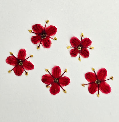 Presseed "Butterfly" Elderflower