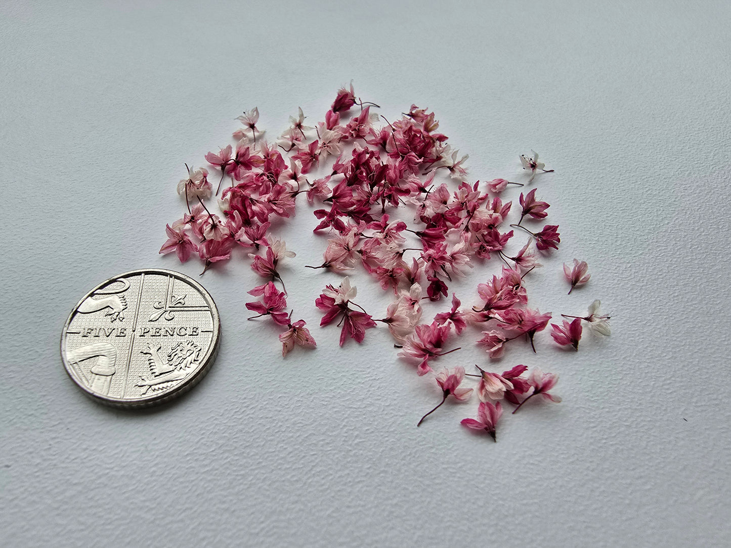 Windswept japanese blossoms