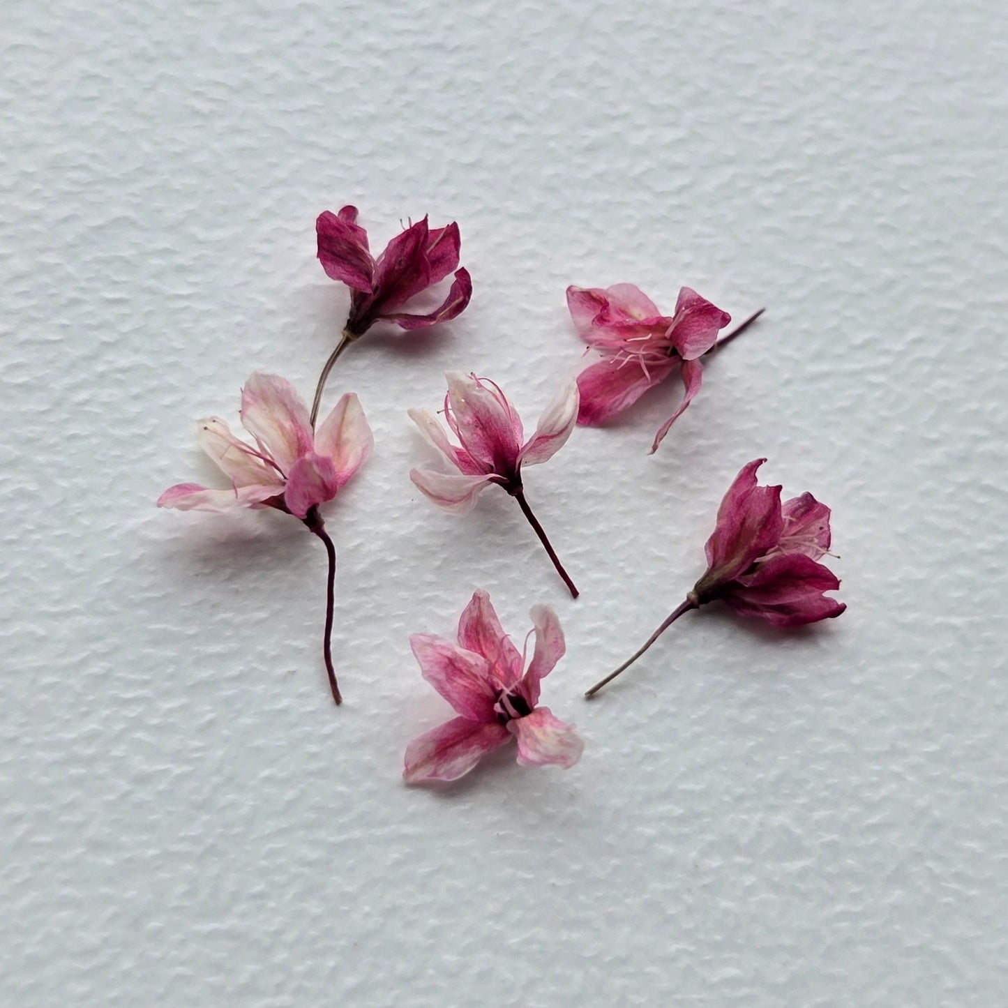 Windswept japanese blossoms