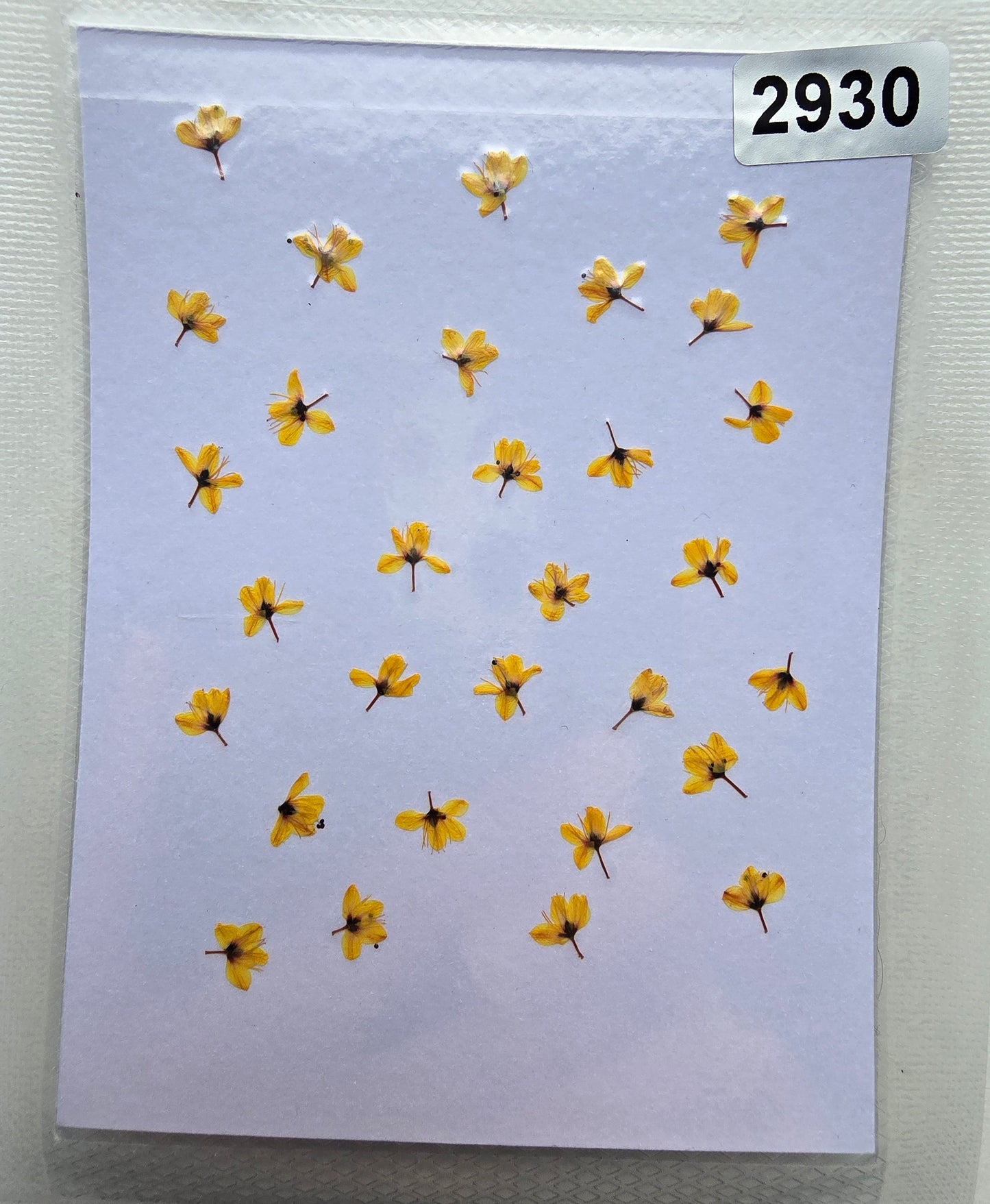 SPECIAL Japanese blossoms