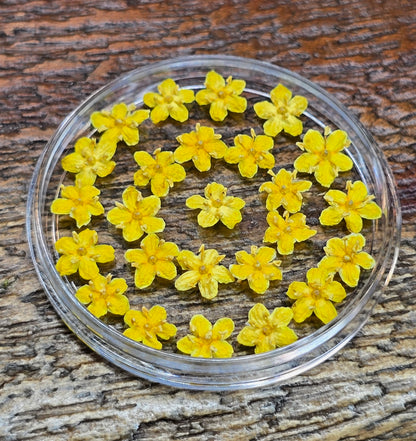Dyed 3d Elderflower