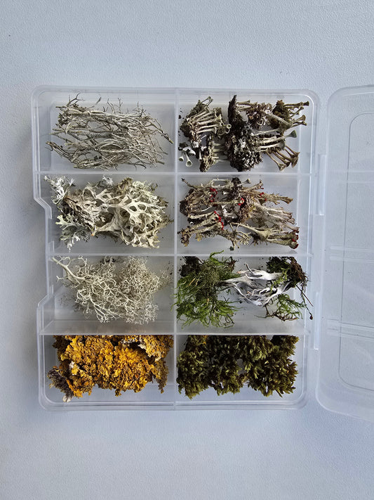 Lichen texture box